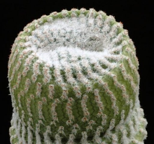 Yavia_cryptocarpa
